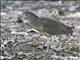 Malayan Night-Heron (Gorsachius melanolophus) - Juvenile