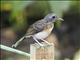 White-rumped Shama (Copsychus malabaricus) - Juvenile