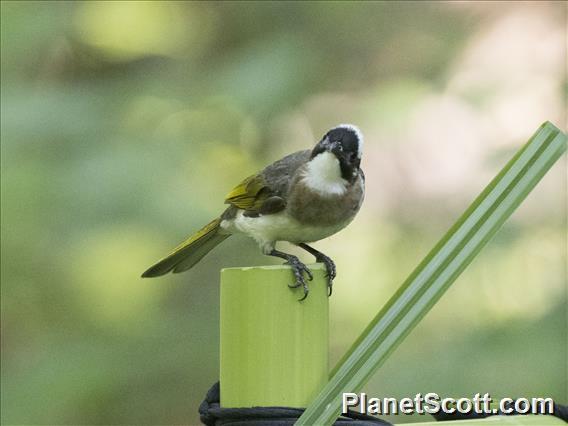 Light-vented Bulbul (Pycnonotus sinensis)