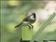 Light-vented Bulbul (Pycnonotus sinensis)