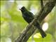 Black Bulbul (Hypsipetes leucocephalus)