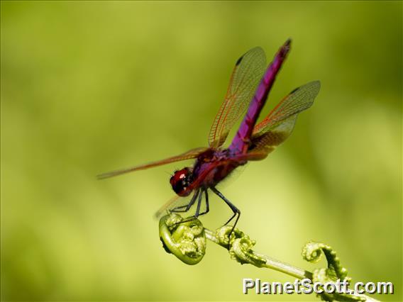 Crimson Marsh Glider (Trithemis aurora)