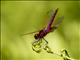 Crimson Marsh Glider (Trithemis aurora)