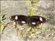 Great Eggfly (Hypolimnas bolina)