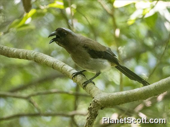 Gray Treepie (Dendrocitta formosae)