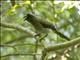 Gray Treepie (Dendrocitta formosae)