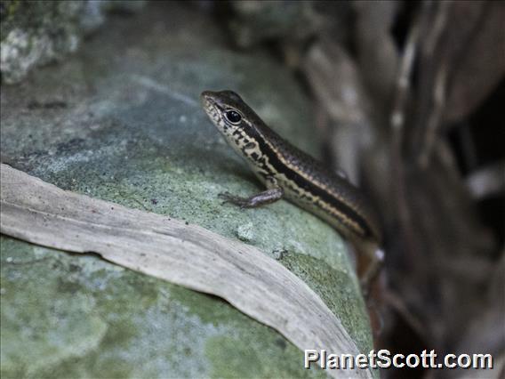 Indian Forest Skink (Sphenomorphus indicus)