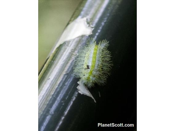 Green Stinging Caterpillar (Lepidoptera sp)