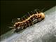 Orange Stinging Caterpillar (Lepidoptera sp)