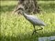 Eastern Cattle Egret (Bubulcus coromandus)