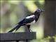 Oriental Magpie (Pica serica)