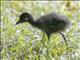 White-breasted Waterhen (Amaurornis phoenicurus) - Juvenile