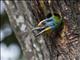 Taiwan Barbet (Psilopogon nuchalis)