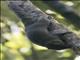 Black-striped Squirrel (Callosciurus nigrovittatus)