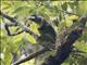 Fire-tufted Barbet (Psilopogon pyrolophus)