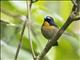 Snowy-browed Flycatcher (Ficedula hyperythra)