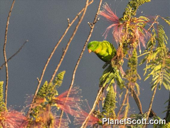 Yellow-throated Hanging-Parrot (Loriculus pusillus)