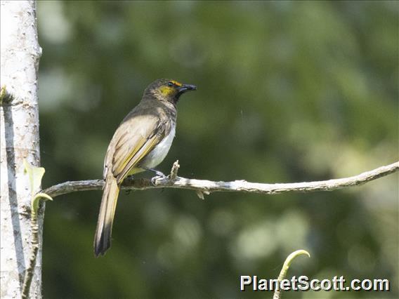 Orange-spotted Bulbul (Pycnonotus bimaculatus)