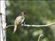 Orange-spotted Bulbul (Pycnonotus bimaculatus)