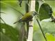 White-flanked Sunbird (Aethopyga eximia) - Female