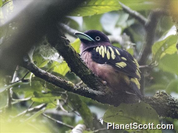 Banded Broadbill (Eurylaimus javanicus)