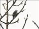 Black-winged Flycatcher-shrike (Hemipus hirundinaceus)