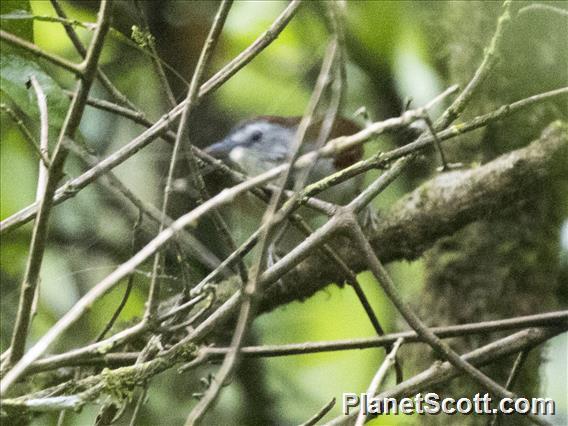 Crescent-chested Babbler (Cyanoderma melanothorax)