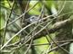 Crescent-chested Babbler (Cyanoderma melanothorax)