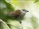 Horsfields Babbler (Malacocincla sepiaria)