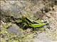 Short-horned Grasshopper (Caryanda spuria)