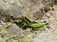 Short-horned Grasshopper (Chitaura lucida)