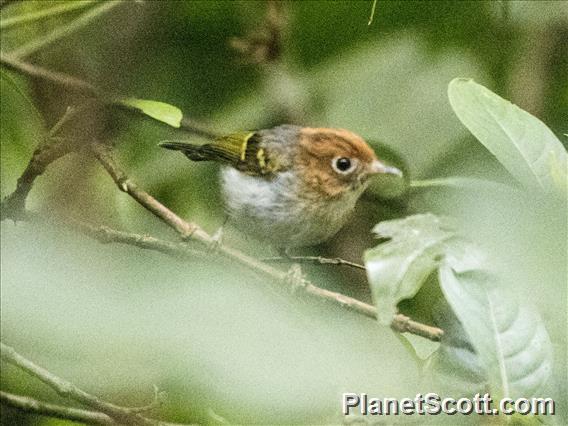 Sunda Warbler (Phylloscopus grammiceps)