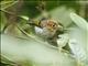 Sunda Warbler (Phylloscopus grammiceps)