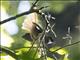 Rufous-tailed Fantail (Rhipidura phoenicura)