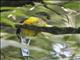 Javan Trogon (Apalharpactes reinwardtii)