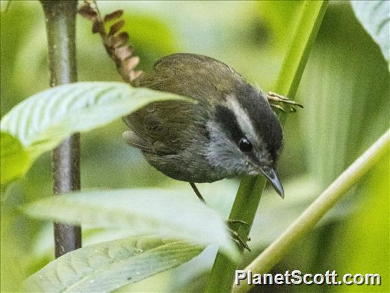 Javan Tesia (Tesia superciliaris)