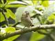 Javan Fulvetta (Alcippe pyrrhoptera)