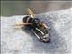 Yellow-legged Hornet (Vespa velutina)