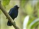 Sunda Robin (Myiomela diana)