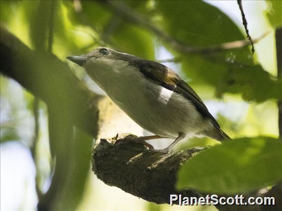 Pied Shrike-Babbler (Pteruthius flaviscapis)