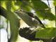 Pied Shrike-Babbler (Pteruthius flaviscapis)