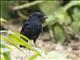 Javan Whistling-Thrush (Myophonus glaucinus)