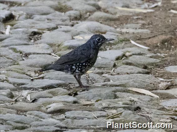 Sunda Thrush (Zoothera andromedae)