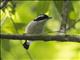 Pied Shrike-Babbler (Pteruthius flaviscapis)