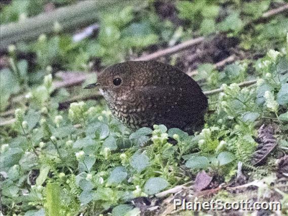 Pygmy Cupwing (Pnoepyga pusilla)