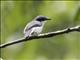 Black-winged Flycatcher-shrike (Hemipus hirundinaceus)