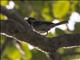 Cinereous Tit (Parus cinereus)