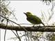 Flame-fronted Barbet (Psilopogon armillaris)