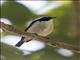 Little Pied Flycatcher (Ficedula westermanni) - Male