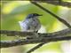 Little Pied Flycatcher (Ficedula westermanni) - Female